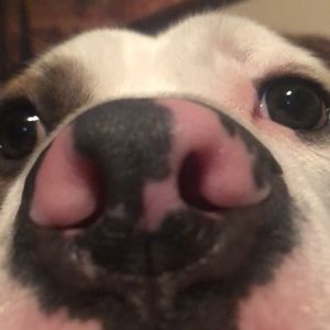 Meet your Posher, Bailey